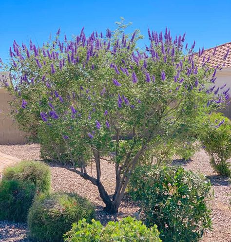 Beautiful garden or patio tree shows terminal clusters of fragrant lilac blooms, backed by aromatic gray-green compound foliage. Broad and spreading, effective multi-trunk display. Train for use in a shrub border, or use as a small tree to accent the landscape. Deciduous. Chaste Tree Landscape, Shoal Creek Vitex Tree, Front Yard Tree Landscaping, California Lilac Tree, Spanish Lavender Landscapes, Desert Willow Tree, Desert Plants Landscaping, Californian Lilac Tree, Purple Flowering Tree