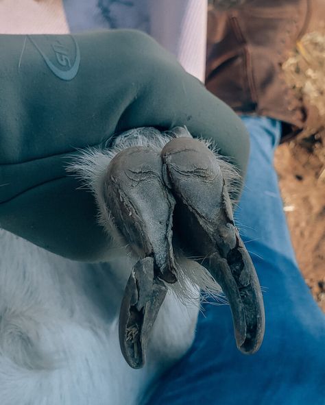 How To Trim Goat Hooves, Goat Hooves, Goat Hoof Trimming, Trimming Goat Hooves, Keeping Goats, Goat Pen, Goat Horns, Critters 3, Goat Farming