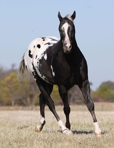 Black Appaloosa, Horses Appaloosa, Appaloosa Horse, Paint Horse, Horse Colors, Appaloosa Horses, Quarter Horses, Horse World, All The Pretty Horses