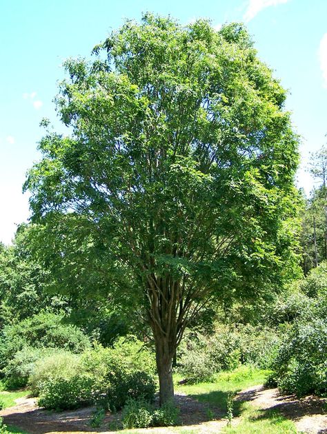 Japanese Zelkova Tree, Texas Trees Fast Growing, Fast Growing Trees For Shade, Shade Trees Fast Growing, Fastest Growing Trees, Best Shade Trees, Entrance Landscaping, Hillside Gardening, Texas Trees