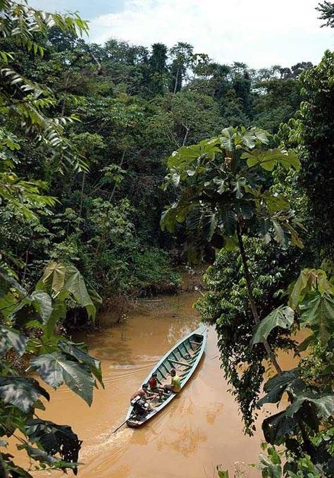 Amazon River Photography, Amazon River Aesthetic, The Amazon River, Amazon Forest Aesthetic, Peru Amazon Rainforest, Brazil Amazon Rainforest, Jungle Video, Brazil Rainforest, Rainforest Deforestation