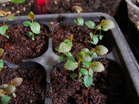 How to grow blueberries from seed? Grow Kiwi From Seed, Growing Blueberries Bushes, Cherry Tree From Seed, Kiwi Growing, Grow Blueberries, Apple Tree From Seed, Blueberry Gardening, Growing Raspberries, Trees For Front Yard