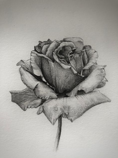 Flower Pencil Drawings Sketches, Bunch Of Roses Drawing, Pen Drawings Flowers, Roses Sketch Drawing, Flowers Drawing Realistic, Rose Sketch Realistic, Landscape Pencil Sketch, Rose Drawing Pencil, Rose Pencil Drawing