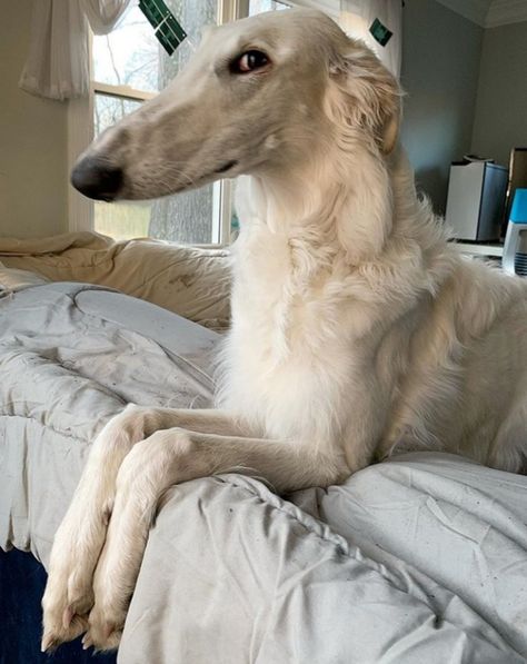 Borzoi Puppy, Borzoi Dog, Goofy Dog, Silly Dogs, Silly Animals, Little Dogs, Cute Little Animals, Dog Accessories, Cute Funny Animals