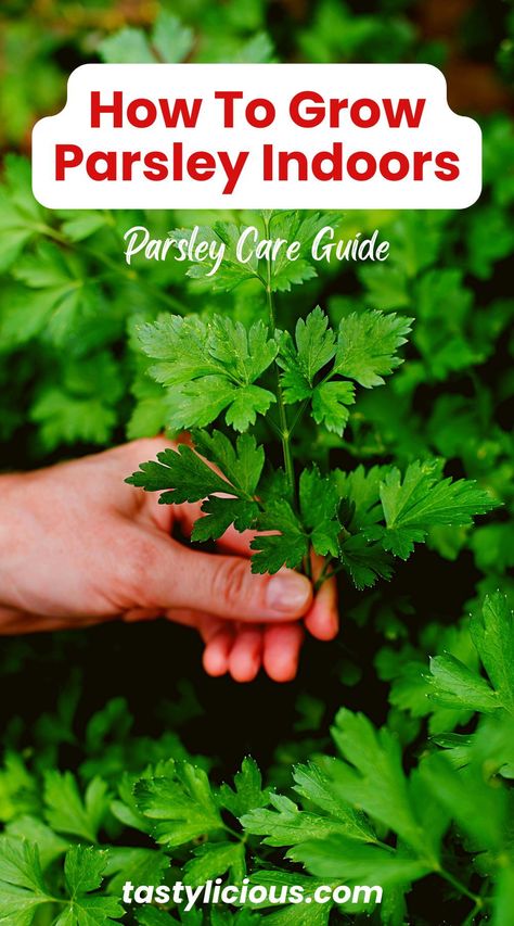 Does parsley grow well indoors | How to grow parsley indoors | how to grow parsley from cuttings | how to grow parsley indoors in water | summer dinner recipes | healthy lunch ideas | dinner ideas | breakfast ideas | easy healthy dinner recipes Pruning Cilantro, Growing Parsley Indoors, Growing Parsley, Parsley Plant, Growing Cilantro, Herb Growing, Growing Herbs Indoors, Harvesting Herbs, Flower Farming