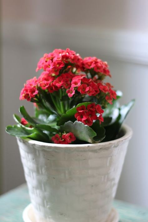 What is the Best Care for Kalanchoe blossfeldiana or Flaming Katy? Pink Houseplants, Flaming Katy, Succulent Potting Mix, Kalanchoe Blossfeldiana, Planter Project, Lake Garden, Garden Centers, Hot Pink Flowers, Planter Design