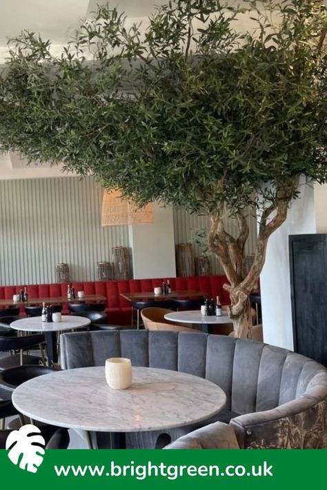 A 3.2 metre statement fake olive tree, built on a gorgeous gnarly trunk by our talented team. It envelopes the diners in this Italian restaurant whilst also disguising one of the structural beams in the bar area. Its magical 3 metre canopy was installed with great creative flair and care by our installation team to have a secure and incredibly realistic finish. The fact Bright Green design, bulid and install our artificial planting landscapes makes us unique. Mediterranean Planting, Fake Olive Tree, Artificial Olive Tree, Floral Installations, Fake Trees, Flower Installation, Moss Art, Preserved Moss, Artificial Trees