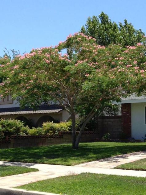 This gorgeous Mimosa tree is the star of my front yard. Fringe Tree, Mimosa Tree, Eastern Redbud, Florida Gardening, Silk Tree, Backyard Inspiration, Ornamental Trees, Mother Plant, Garden Set