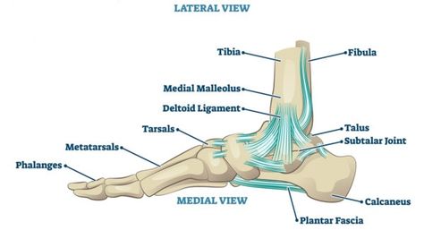 What causes a torn deltoid ligament? Can you treat it without surgery? Here, Chris Centeno, MD, founder of Regenexx, shares answers. Deltoid Ligament Ankle, Torn Ligament In Ankle, Ankle Ligaments, Spine Problems, Bursitis Hip, Rotator Cuff Injury, Ligament Injury, Spine Surgery, Sprained Ankle