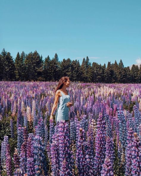 Emma Melling | Travel (@elmelling) • Instagram photos and videos Aspen Trees Photography, South New Zealand, Lake Tekapo New Zealand, Tekapo New Zealand, Trip Photography, Nature Trip, Adventure Life, New Zealand Houses, Life Nature