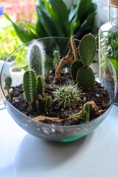 How to Make a Cactus Terrarium – The Prickly Details - Terrarium Tribe Make A Cactus, Terrarium Closed, Cactus Bowl, Small Cactus Plants, Open Terrariums, Cactus Terrarium, Orchid Bark, Tiny Cactus, Cactus Party