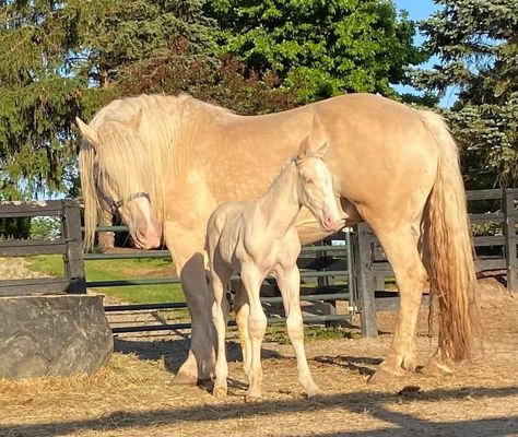 BLC Jokers Violet and colt Henry. ACDHA mare and foal. Photos courtesy of S. Suehs American Cream Draft Horse, Pet Claims, Kathiyawadi Horse, Mare And Foal, Marwari Horses, Horse Coats, Draft Horse, Dream Outfits, Baby Horses