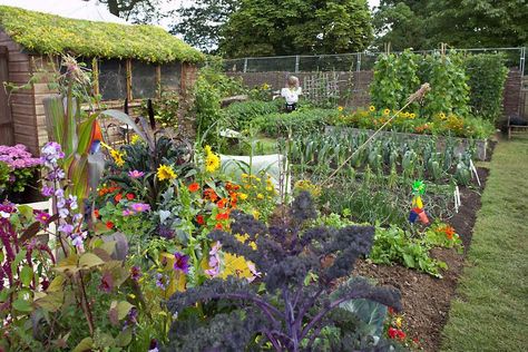 Allotments: how get the best from your plot / RHS Gardening Allotment Inspiration, Allotment Plan, Allotment Ideas, Cold Frames, Veg Patch, Allotment Gardening, Garden Plots, Veg Garden, Better Homes And Garden