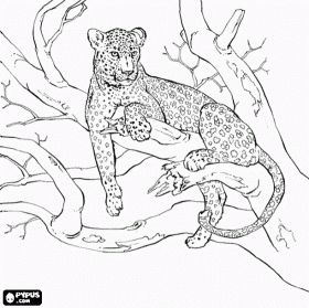 Leopard resting on the branch of a tree Jungle Coloring Pages, Leopard Drawing, Amur Leopard, Tree Coloring Page, Big Cats Art, Animal Illustrations, Cats Artists, Cat Coloring Page, Cool Coloring Pages