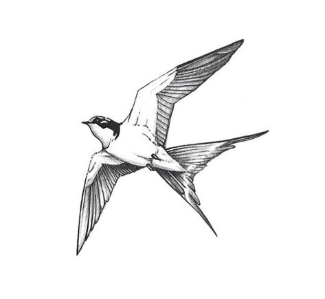 Barn Swallow Drawing, Bird Art Drawing, Geometric Tattoo Sleeve Designs, Hand Tattoo Designs, Icona Ios, Vogel Tattoo, Small Chest Tattoos, Tattoo Lettering Design, Knuckle Tattoos