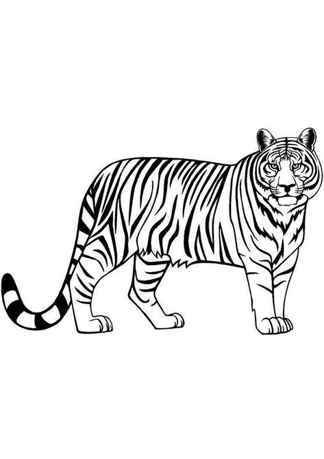 Tiger Looking for hunt Coloring Page for Kids. Free Printable Coloring Pages of Tiger download and print For Kids. Tiger Drawing For Kids, Tiger Outline, Tiger Coloring Pages, Baby White Tiger, Bear Zoo, Tiger Coloring, Tiger Silhouette, Zoo Animal Coloring Pages, Tiger Conservation