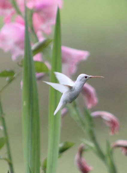 Albino Hummingbird Albino Animals, All Birds, Pretty Birds, Colorful Birds, Little Birds, Wild Birds, 귀여운 동물, Bird Watching, Love Birds