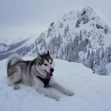 Malamute Aesthetic, December Vibes, Husky Baby, Husky Facts, Baby Husky, Malamute Puppy, Greenland Dog, Baby Huskies, Dogs Husky