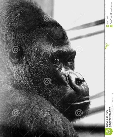 Western Lowland Gorilla, Silverback Gorilla, Side Profile, Low Light, Low Lights, Wizard, Stock Images, Animals