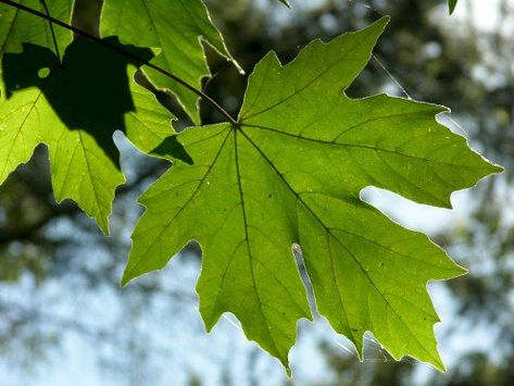 The big-leaf maple tree leaves are huge and they start out green, like the ones in this photograph. In autumn the lush green foliage turns to shades of yellow, orange and gold. Maple Tree Varieties, Wild Birds Photography, Healthy Easter, Edible Wild Plants, Maple Trees, Big Leaves, Maple Tree, Plant Cuttings, Wild Plants