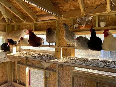 Poop boards | BackYard Chickens - Learn How to Raise Chickens Chicken Droppings Catcher, Chicken Coop Poop Board, Chicken Droppings Board, Chicken Run Roosting Bars, Poop Boards For Chickens, Chicken Poop Board, Chicken Coop Poop Catcher, Chicken Poop Catcher, Roosting Bars For Chickens