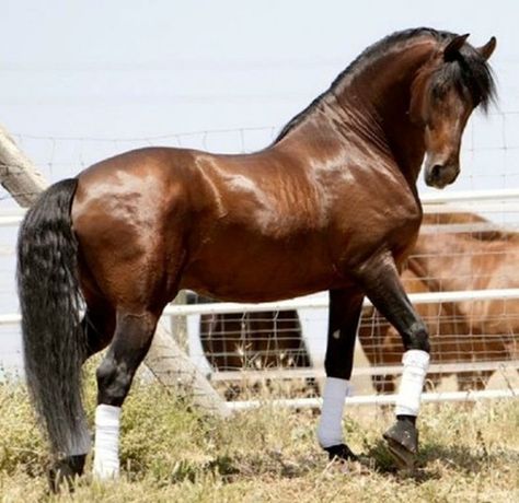 Andalusian Horse-From Wiki-PRE, both parents are pure Spanish horses, the Andalusian is strong, compact, elegant, intelligent, sensitive, docile, closely related to the Lusitano of Portugal, used for equestrian activities, dressage, show jumping, driving, bull fighting, movies, gray most common, also bay, white, dapple, Morgan Horse, Bay Horse, Andalusian Horse, Most Beautiful Animals, Majestic Horse, Horses And Dogs, All The Pretty Horses, Horse Crazy, Horse Stables