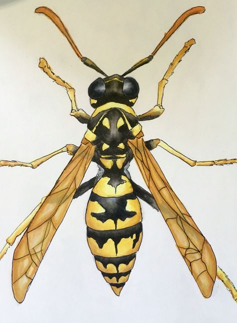 Wasp drawing (by Sabrina Fox) Wasp Drawing, Images For Drawing, Insect Art Projects, Wasp Tattoo, Perspective Drawing Architecture, Bees And Wasps, Fire Tattoo, Bug Art, Wall Drawing