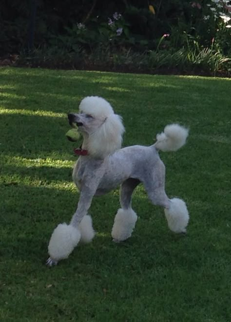 Summer Poodle Cuts, Black And White Goldendoodle, Poodle Summer Cut, Aussiedoodle Grooming, Poodle Styles, Standard Poodle Cuts, Poodle Puppy Cut, White Goldendoodle, Standard Poodle Grooming