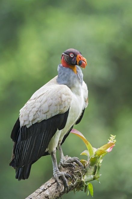 Birds king vulture King Vulture, Brazilian Birds, Raptors Bird, Bird Sanctuary, Big Bird, Wild Nature, Birdwatching, National Geographic Photos, Birds Of Prey