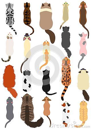 Set of cat breeds from high angle view on white background. Cat Top View, Animal Types, Cats Clipart, Cat Sketch, Cat Clipart, High Angle, Cat Character, Cat Top, Cat Plush