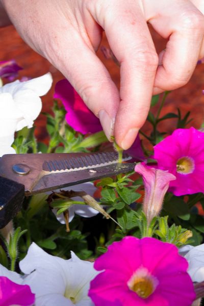 5 Simple Tips To Keep Hanging Baskets Blooming All Summer Long! Petunia Care, Deadheading Flowers, Wave Petunias, Petunia Plant, Deadheading, Hanging Flower Baskets, Container Gardening Flowers, Garden Solutions, Plants For Hanging Baskets