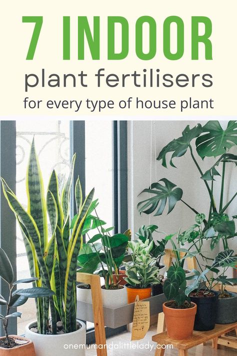 Types Of House Plants, Homemade Plant Fertilizer, Organic Plant Fertilizer, Natural Plant Fertilizer, Diy Fertilizer, Plant Fertilizer, Cheap Plants, Natural Fertilizer, Hanging Plants Indoor