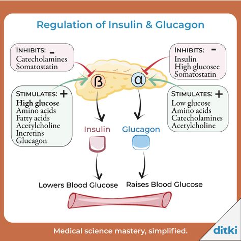 Learn more about insulin and glucagon's relationship: https://ditki.com/course/physiology/glossary/physiological-process/insulin-glucagon  #ditki #usmle #mcat #humanbio #physiology #insulin #glucagon #metabolism #endocrinology #glucose Sodium Potassium Pump, High Glucose Levels, Build Muscle Mass, Protein Synthesis, Blood Glucose Levels, Glucose Levels, Adipose Tissue, Blood Glucose, Body Tissues