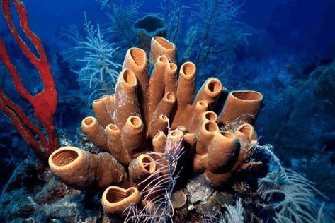 Neet topic Coral Pictures, Weird Sea Creatures, Belize Barrier Reef, Fan Coral, Cnidaria, Sea Sponge, Underwater Scene, Ocean Floor, Sea World