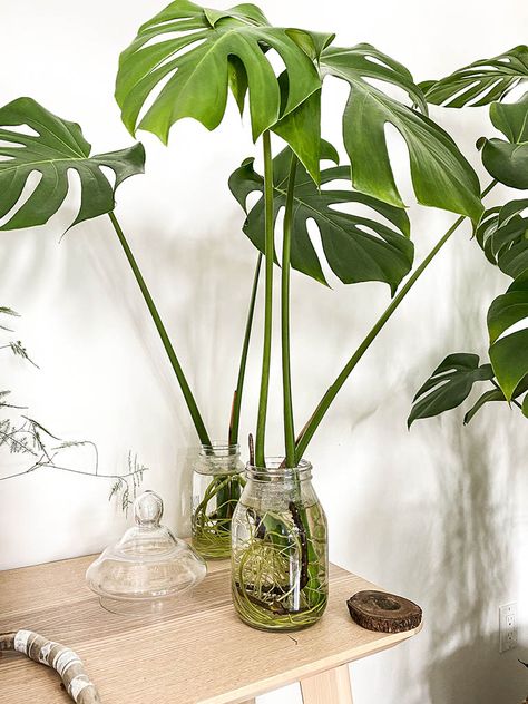 Indoor Plants Table Decor, Growing Indoor Plants In Water, Plants That Thrive In Water, Hydro Plants Indoor, Plants Growing In Water, Indoor Plants Grown In Water, House Plants That Grow In Water, Plants In Bottles Ideas, How To Hang Plants Indoors