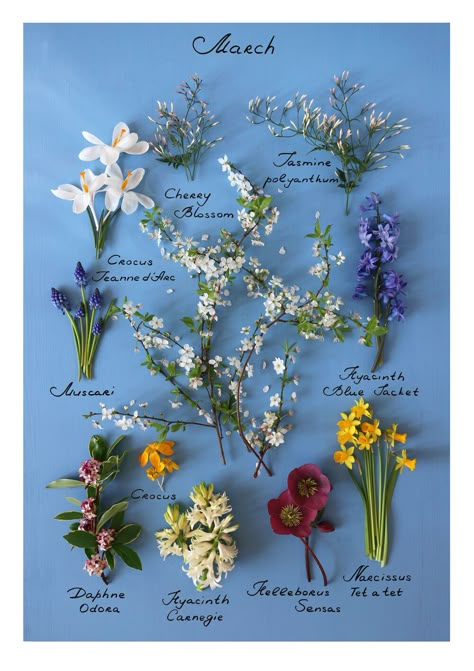 Flowers By Month, Monthly Flowers, Botanical Posters, August Flowers, Flowers London, Flower Calendar, July Flowers, October Flowers, September Flowers