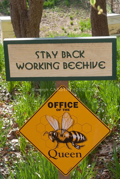 Beehive signs near beehives, Stay Back Working Beehive, Office of the Queen, funny beekeeping signs near hives Backyard Bee, Raising Bees, Buzzy Bee, Buzz Bee, I Love Bees, Bee Hives, Bee Boxes, Bee Farm, Birds And The Bees