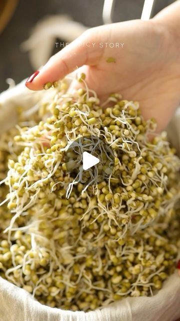 Malvika Hada Kumar | Recipe Developer on Instagram: "You don’t need any fancy sprout makers to make sprouts at home. All you need is a breathable cloth and a strainer.🌿  Just 5 mins of work and you will get long sprouts in just 2 days. 😍  And since I got a lot of DM’s and comments about HOW I MAKE SPROUTS AT HOME. I am posting a video on how to make it.   Save it and follow the process when you want to make it.  You can follow this method to sprout chickpeas, ragi or even quinoa.  Sprouts, How to make Sprouts at home, Moong Sprouts, Sprouts Salad, Sprouts Recipes   #sprouts #howto #sproutsalad #explore" How To Make Sprouts, Indian Curries, Easy Peasy Recipes, Red Chilli Powder, Happy Cooking, Sprouts Salad, Sprout Recipes, Mangalore, Coriander Powder