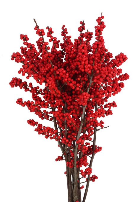 Ilex verticillata Ilex Verticillata, Holly Shrub, Background Studio, Christmas Flower Arrangements, Flowers Arrangements, Christmas Flowers, Flower Lover, Red Berries, Fall And Winter