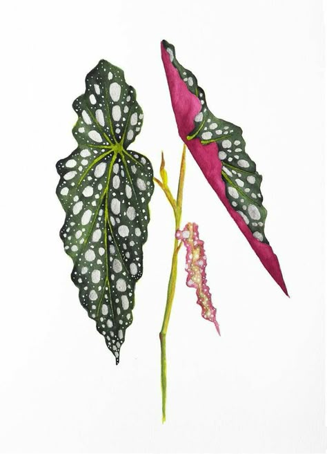 Leaves Art Prints, Begonia Sketch, Begonia Painting, Begonia Watercolor, Begonia Drawing, Begonia Illustration, House Plant Painting, Begonia Tattoo, Begonia Leaves