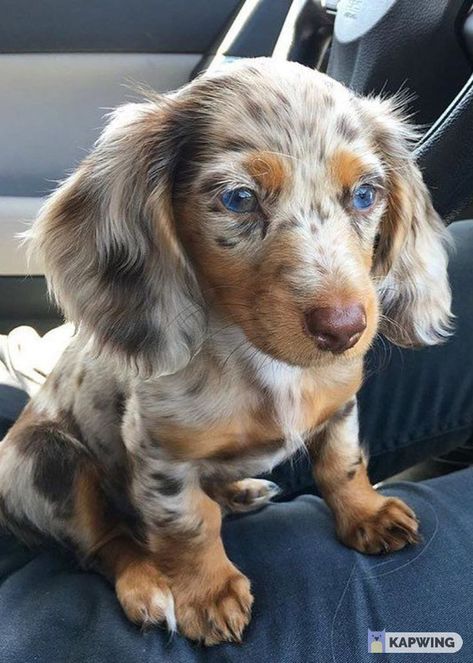 Big Dogs Breeds, Biggest Dog In The World, Miniature Dachshund Puppies, Daschund Puppies, Dachshund Puppy Long Haired, Dapple Dachshund Puppy, Biggest Dog, Cute Fluffy Dogs, Baby Dachshund