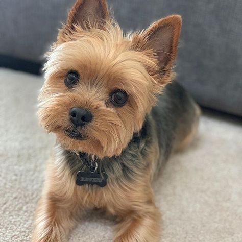 Chorkie Haircut, Yorkie Puppy Haircuts, Yorkie Grooming, Yorkie Haircut, Dog Haircut, Teacup Yorkies, Yorkie Haircuts, Yorkie Terrier, Yorkie Lovers