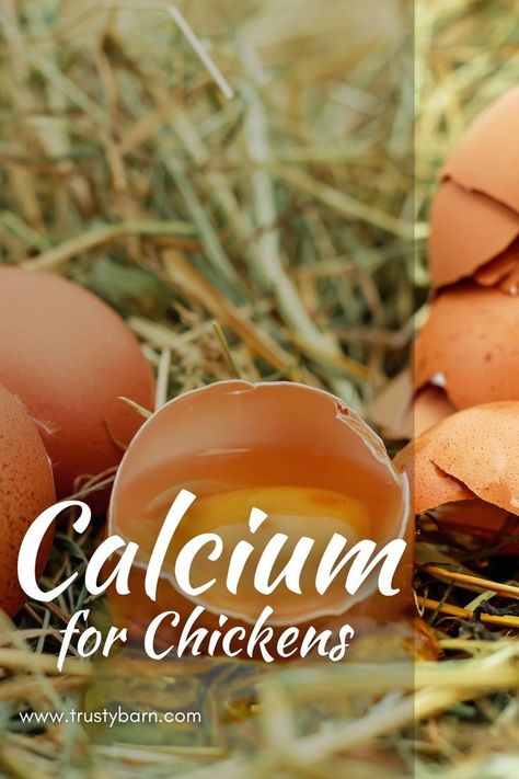 Calcium for Chickens: Why and How Chicken Health, Chicken Bones, Raising Chickens, A Chicken, Bone Health, Egg Shells, Bones, Chicken, Canning