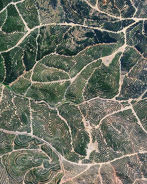 Citrus Trees, Rural Landscape, Aboriginal Art, Patterns In Nature, Birds Eye, The Landscape, Aerial View, In The Woods, Textures Patterns