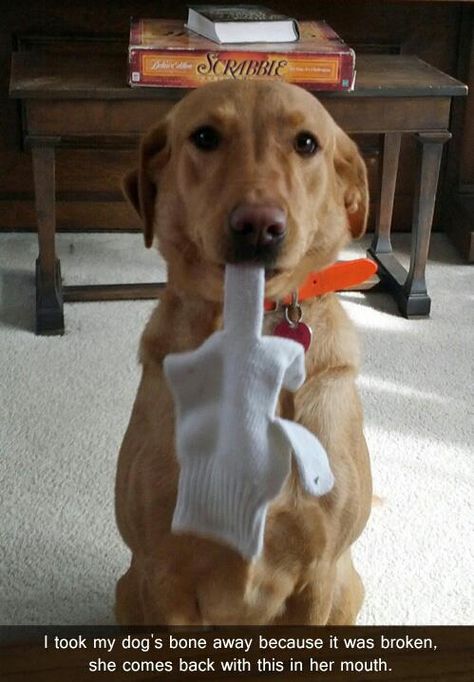 A Dog gives the middle finger... I love it! This is just too funny! #LOL #Hahaha #Dogs Dog Shaming, Love My Dog, Memes Humor, Funny Animal Pictures, Dog Memes, Baby Dogs, On The Floor, Animal Memes, Bones Funny