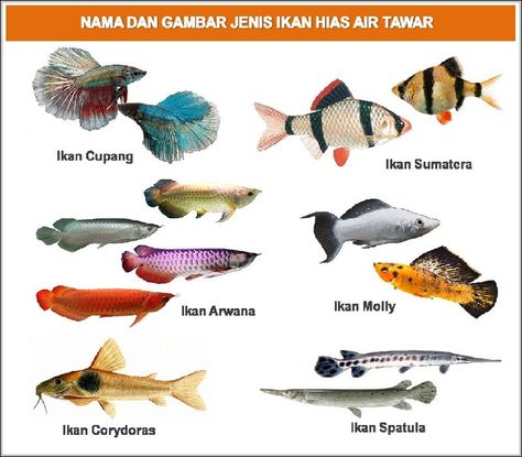 Ikan Air Tawar, Air Laut, Otters Cute, Cute Fish, Freshwater Aquarium, Tropical Fish, Aquarium Fish, Blogging Tips, Animals And Pets