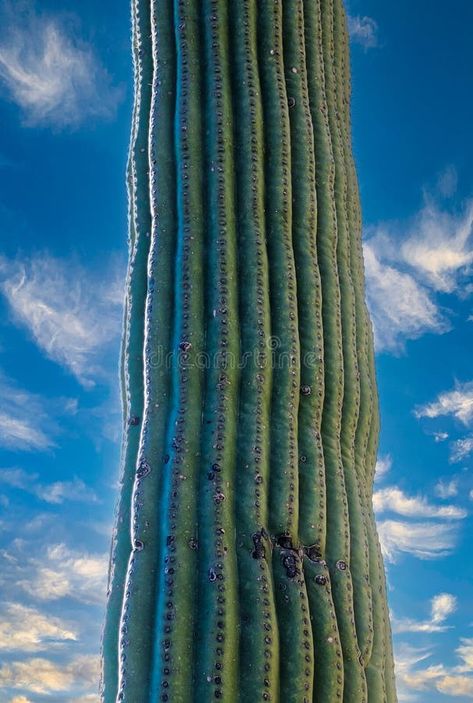 Carnegiea gigantea - giant cactus against a blue sky in the rock desert in Organ Pipe National Park, Arizona stock photos Argentine Giant Cactus, The Rock, Blue Sky, Arizona, Cactus, Stock Images, National Parks, Stock Photos, Blue