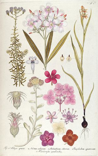 Botanical illustration, Vienna, 1809 Ceremonial Magick, Wall Pics, Illustration Botanique, Botanical Illustration Vintage, History Book, Vintage Botanical Prints, Antique Illustration, Botanical Illustrations, Flower Paintings