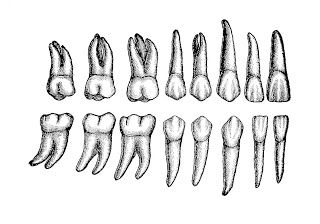 Teeth Clipart, Teeth Illustration, Teeth Anatomy, Forehead Lift, Teeth Drawing, Dental Photography, Teeth Art, Canine Tooth, Dental Technician