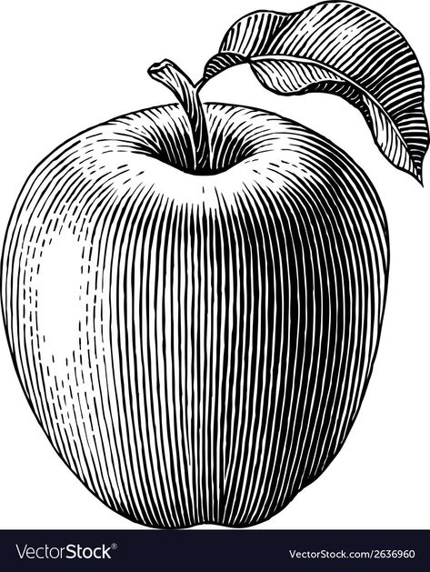 Bob Venables, Scratchboard Illustration, Apple Tattoo, Apple Illustration, Ink Pen Art, Apple Vector, Contour Line, Apple Art, Engraving Illustration